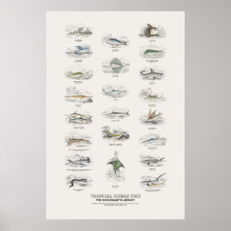 Tropical Ocean Fish - Naturalist's Library Poster