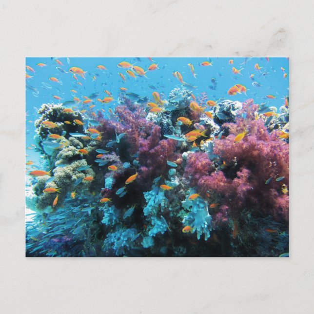 Tropical Orange Fish and Pink Coral Holiday Postcard (Front)
