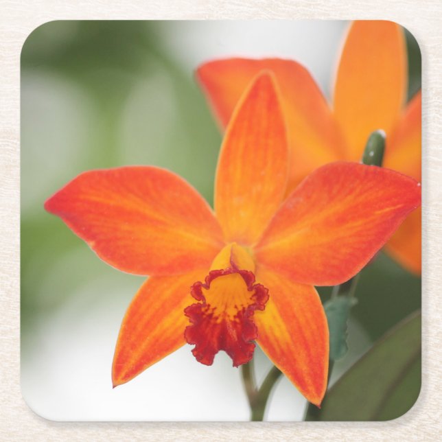 Tropical Orchid Paper Coaster (Front)