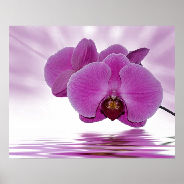 Tropical Orchid Poster (Front)