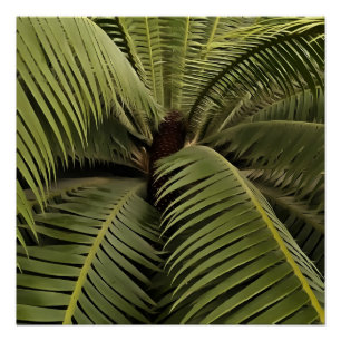 Tropical Palm Botanical Art Dioon Spinulosum  Poster