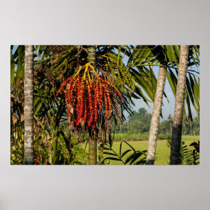 Tropical palm fruit - POSTER Wall ART