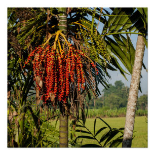 Tropical palm fruit - POSTER Wall ART