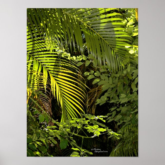 Tropical palm leaves & plants forest Poster (Front)