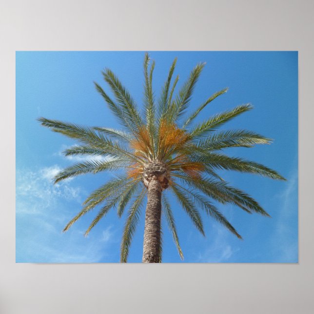 Tropical Palm Tree and Blue Sky Poster (Front)
