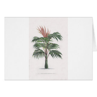 tropical palm tree collection - drawing V