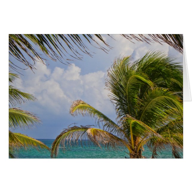 Tropical Palm Tree Framed (Front Horizontal)