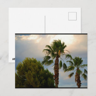 Tropical Palm Twilight Postcard