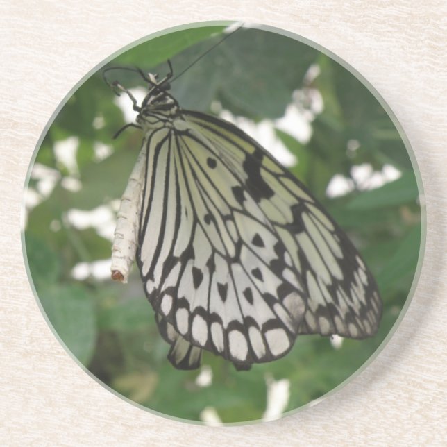 Tropical Paper Kite Butterfly Coasters (Front)