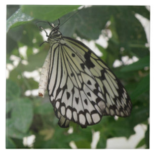 Tropical Paper Kite Butterfly Tile