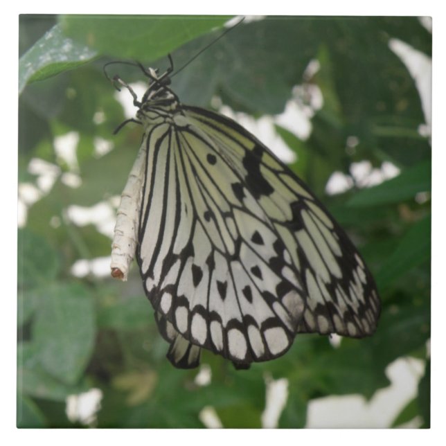 Tropical Paper Kite Butterfly Tile (Front)