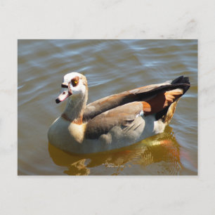 Tropical Paradise Duck Postcard