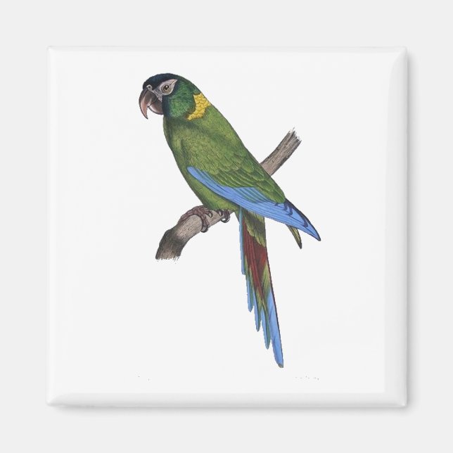 Tropical Parrot Painting for Bird or Beach Lovers Magnet (Front)