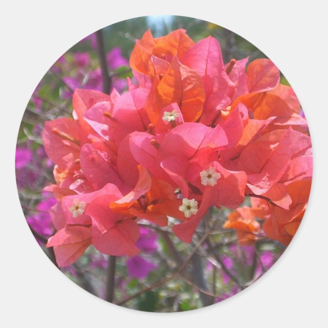 Tropical Pink Bougainvillea Island Floral Classic Round Sticker (Front)