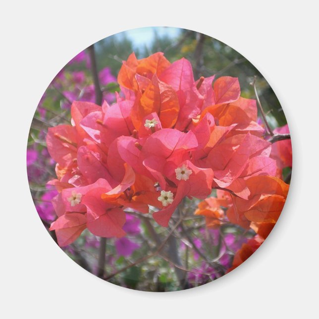 Tropical Pink Bougainvillea Magnet (Front)