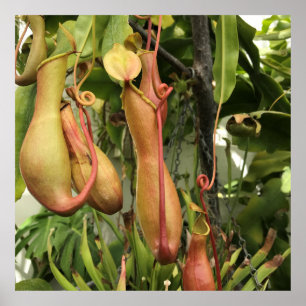 Tropical Pitcher Plant Poster