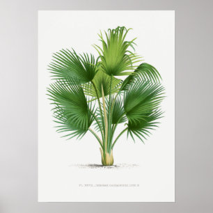 Tropical plant,Plant illustration vintage art ポ Poster