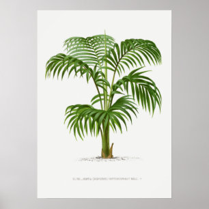 Tropical plant,Plant illustration vintage art ポ Poster