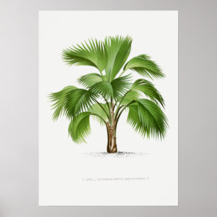 Tropical plant,Plant illustration vintage art ポ Poster