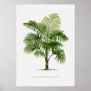 Tropical plant,Plant illustration vintage art ポ Poster
