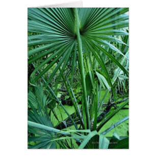 Tropical plants in salt pond