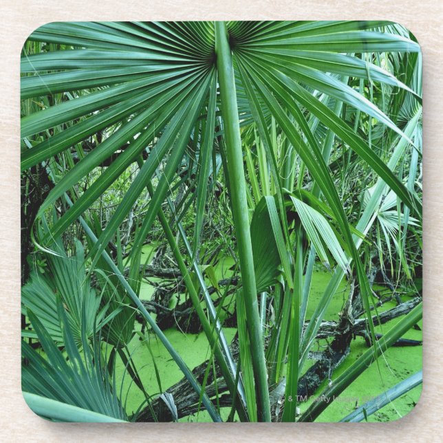 Tropical plants in salt pond coaster (Front)