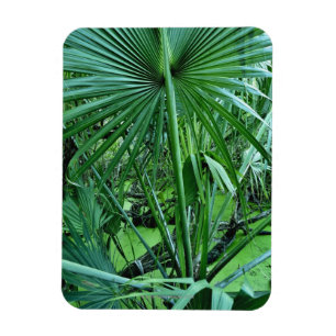 Tropical plants in salt pond magnet