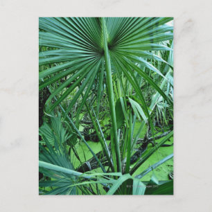 Tropical plants in salt pond postcard