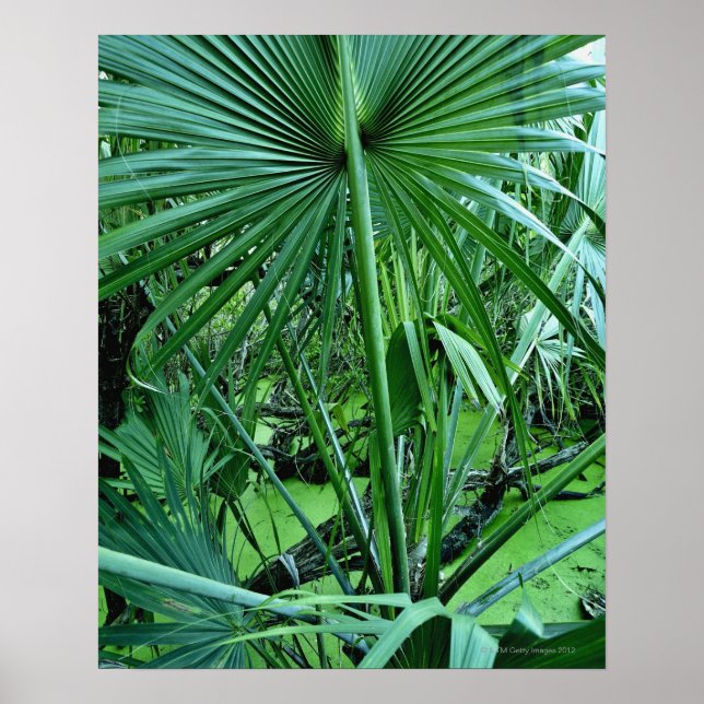 Tropical plants in salt pond poster (Front)