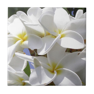 Tropical Plumeria Flowers Ceramic Tile
