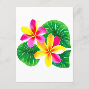 Tropical Plumeria Flowers Postcard