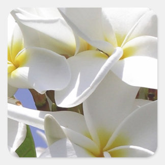 Tropical Plumeria Flowers Square Sticker