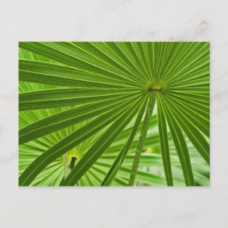 Tropical Postcard