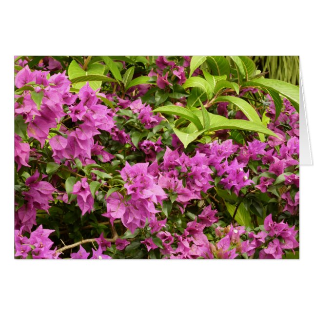 Tropical Purple Bougainvillea Floral (Front Horizontal)