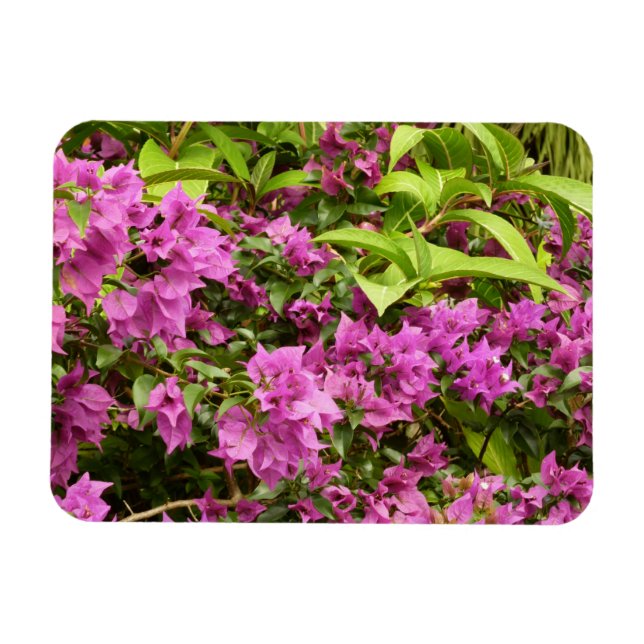 Tropical Purple Bougainvillea Floral Magnet (Horizontal)