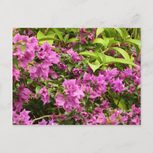 Tropical Purple Bougainvillea Floral Postcard