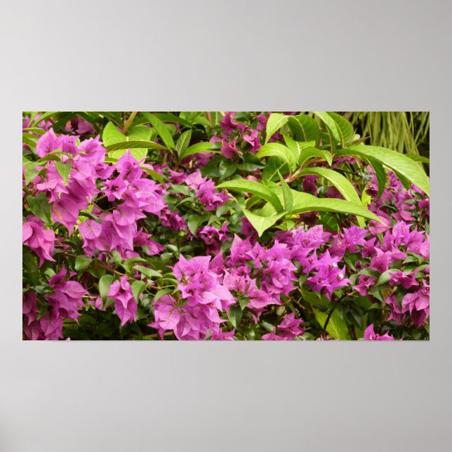 Tropical Purple Bougainvillea Floral Poster (Front)