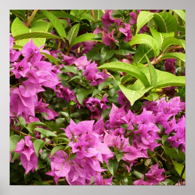 Tropical Purple Bougainvillea Floral Poster (Front)