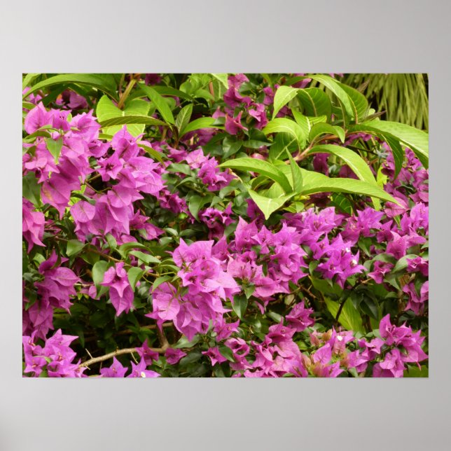 Tropical Purple Bougainvillea Floral Poster (Front)