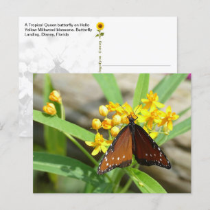 Tropical Queen Butterfly, FL - postcard