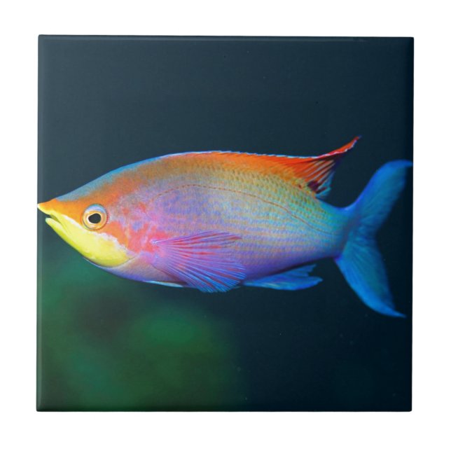 TROPICAL RAINBOW FISH WALL TILE OR TRIVET (Front)