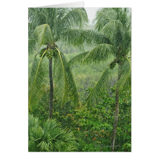 Tropical rainforest (Front)