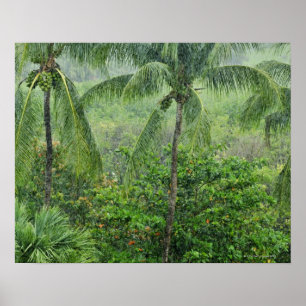 Tropical rainforest 2 poster