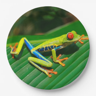 Tropical rainforest green red-eyed tree Frog Paper Plate