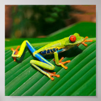 Tropical rainforest green red-eyed tree Frog