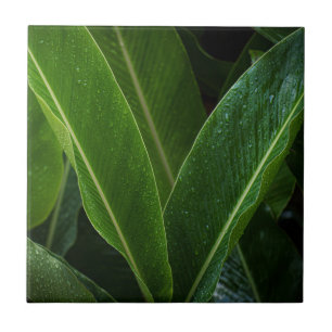Tropical Rainforest Leaves Ceramic Tile