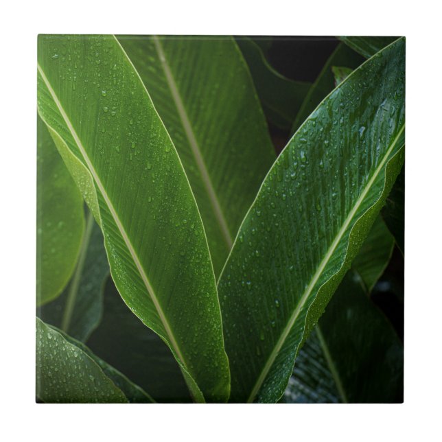 Tropical Rainforest Leaves Ceramic Tile (Front)