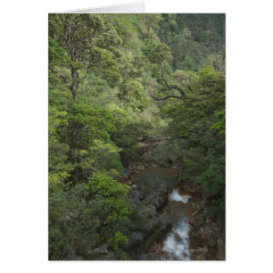 Tropical Rainforest, Miravalles, Cordillera de