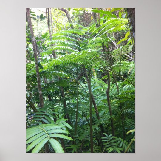 Tropical Rainforest Poster | Zazzle.com.au