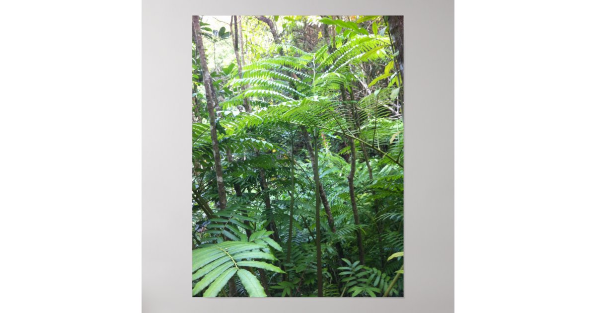 Tropical Rainforest Poster | Zazzle